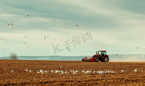 春季农用拖拉机耕田的风景周围环绕着喂食的海鸥