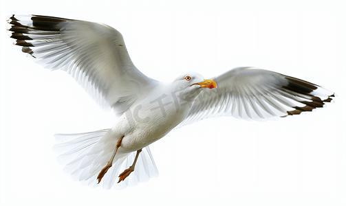 单鸟摄影照片_白色背景中天空中飞翔的单只海鸟海鸥