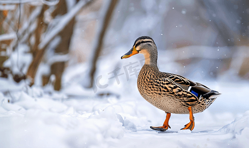美丽的野鸭在冬天散步
