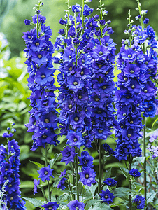 花园中充满活力的紫蓝色飞燕草