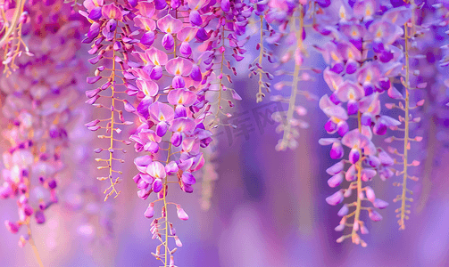 层叠的紫藤花