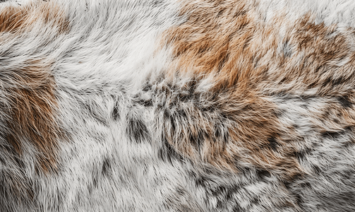 温暖的图案摄影照片_野生动物皮肤上的短毛灰棕色堆