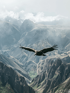 云雷纹二方连续摄影照片_秃鹫飞越秘鲁科尔卡峡谷