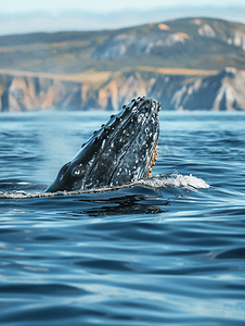 灰鲸鼻子在吹气时游过太平洋