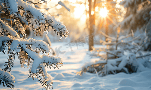 冬日的阳光穿过积雪覆盖的冷杉树枝