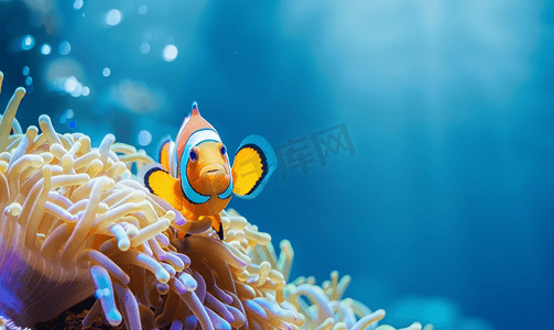 深蓝色海洋上的五彩斑斓的水下景观与海葵小丑鱼