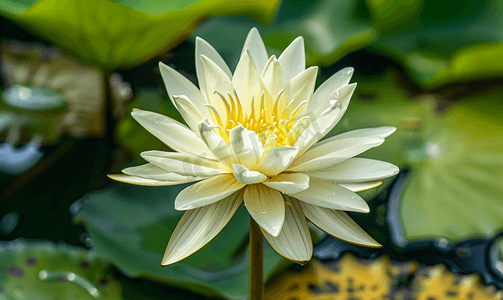 泰国池塘上白色睡莲花的特写