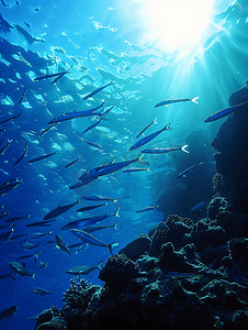 在珊瑚礁和蓝色的大海中潜入梭鱼群