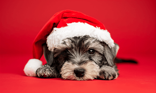 戴着圣诞帽的迷你雪纳瑞小狗躺在红色背景上