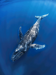 水面卡通摄影照片_波利尼西亚座头鲸幼崽跃出水面的序列