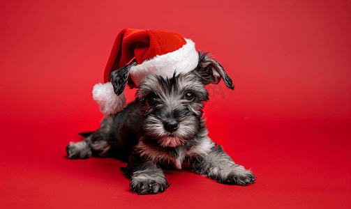红色抬头摄影照片_戴着圣诞帽的迷你雪纳瑞小狗躺在红色背景上