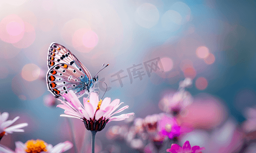 美丽蝴蝶的图片栖息在散景背景的花朵上