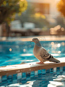 泳池边上漂亮彩色鸽子的特写照片