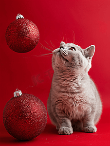 英国短毛猫在红色背景中仰望两个大圣诞球