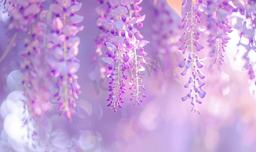 层叠的紫藤花