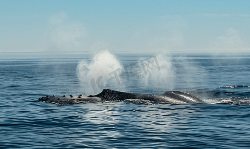 科德角受伤的座头鲸一边吹气一边观赏鲸鱼