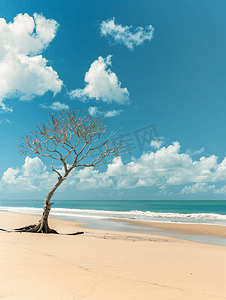 搁浅摄影照片_巴西一望无际的荒凉海滩上白天一棵搁浅的老树的照片
