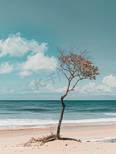 巴西一望无际的荒凉海滩上白天一棵搁浅的老树的照片