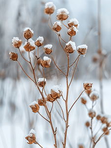 雪景背景上带芽的细腻干燥的棕色杂草