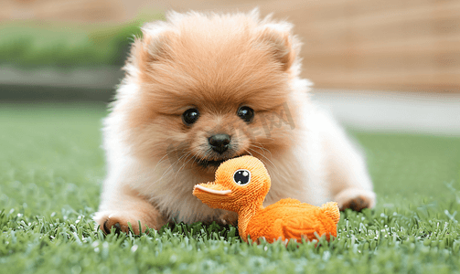 博美犬小狗在人造草坪上啃着毛绒玩具鸭子