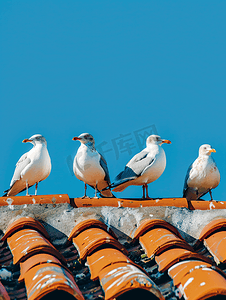 海鸥作为海鸟站在房屋的瓦屋顶上