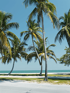 有棕榈树的迈阿密南海滩公园