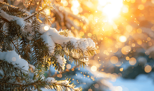 冬日的阳光穿过积雪覆盖的冷杉树枝