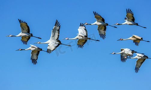 天空中列队移动的鹤达尔斯河上的候鸟