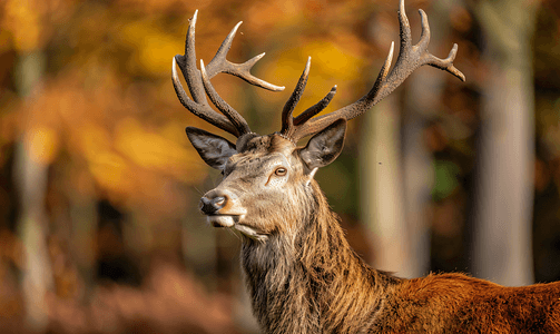 秋季雄性红鹿肖像看着你