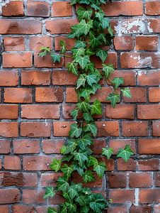 红砖墙上的常春藤植物