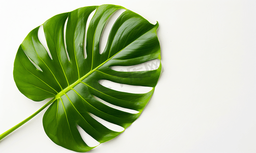 竹叶纹理摄影照片_白色背景下由内而外拍摄的鲜亮绿色龟背竹叶