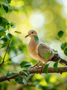 树枝上可爱的哀鸽鸟
