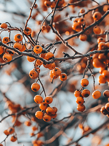 冬天树上的红色和橙色浆果