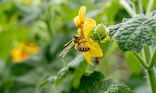 绿色藤蔓花摄影照片_温室中蜜蜂授粉黄瓜植物花