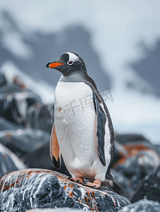 南极库弗维尔岛岩石上发痒的巴布亚企鹅