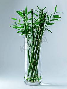 玻璃花瓶中的装饰竹子