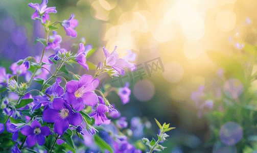 阳光概念照片照亮的紫色多年生植物特写