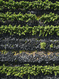 皮科岛亚速尔群岛葡萄园酿酒葡萄受熔岩石保护鸟瞰图