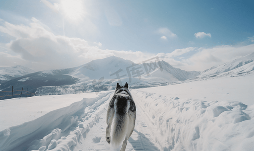 哈士奇犬在滑雪胜地的冬季雪坡上自由奔跑