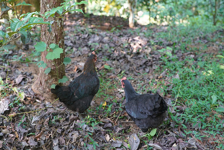 土鸡手绘摄影照片_茶山茶园土鸡在林中散步人与自然和谐共处场景