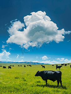 巨大的云朵笼罩在吃草的牛群的草地上