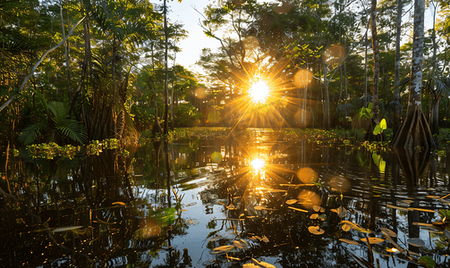 厄瓜多尔亚马逊库亚贝诺泻湖内被洪水淹没的森林中的黄色日落
