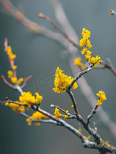 冬天的树枝摄影照片_树枝上的黄色苔藓