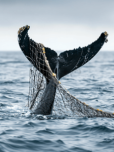 座头鲸尾巴被渔网困住