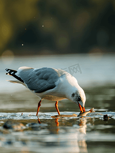 多瑙河上吃鱼的海鸥