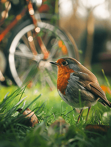 停放的自行车旁草地上的雄性欧洲知更鸟