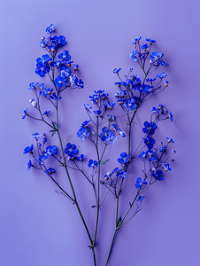 紫色背景顶视图上带蓝色花朵的满天星枝