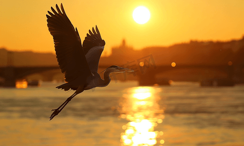 灰鹭飞过多瑙河沐浴在金色的落日余晖中