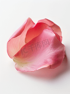 白色背景下的粉红玫瑰花瓣