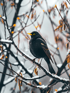 冬天黑鸟坐在树枝上
